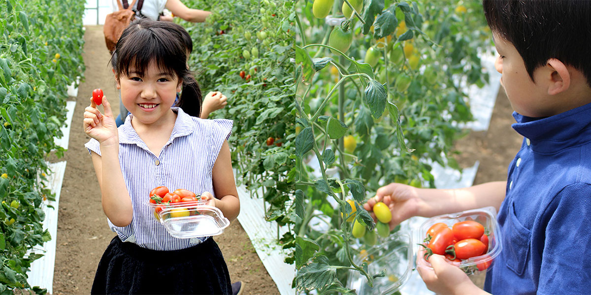 感動の味♪「デリシャスファーム」で甘～いミニトマトの収穫体験
