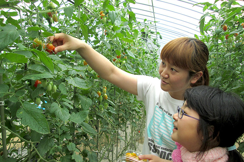 感動の味♪「デリシャスファーム」で甘～いミニトマトの収穫体験